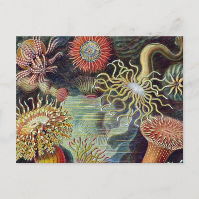 Meeresanemone Wissenschaftlicher Natur Postkarte (Vorderseite)