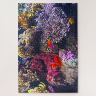 Meeresanemonen und tropische Fische.