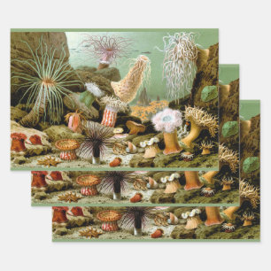 Meeresanemonen, Vintage Meerestiere Geschenkpapier Set