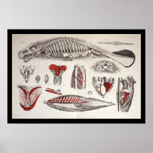 Meeresbiologie-Anatomie Druck Poster