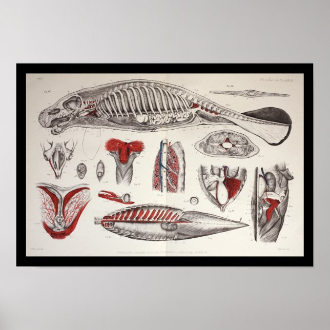 Meeresbiologie-Anatomie Druck Poster (Vorne)