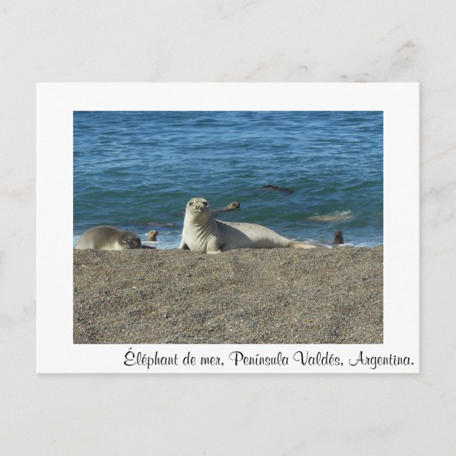 Meereselefant Postkarte (Vorderseite)