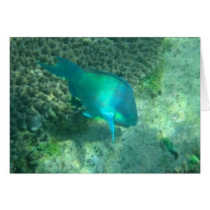 Meeresflora und -fauna