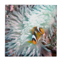 Meeresflora und -fauna