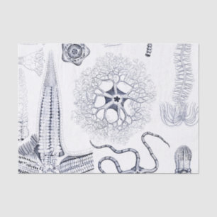 Meeresflora und -fauna-/Marinebiologie-merkwürdige Seidenpapier