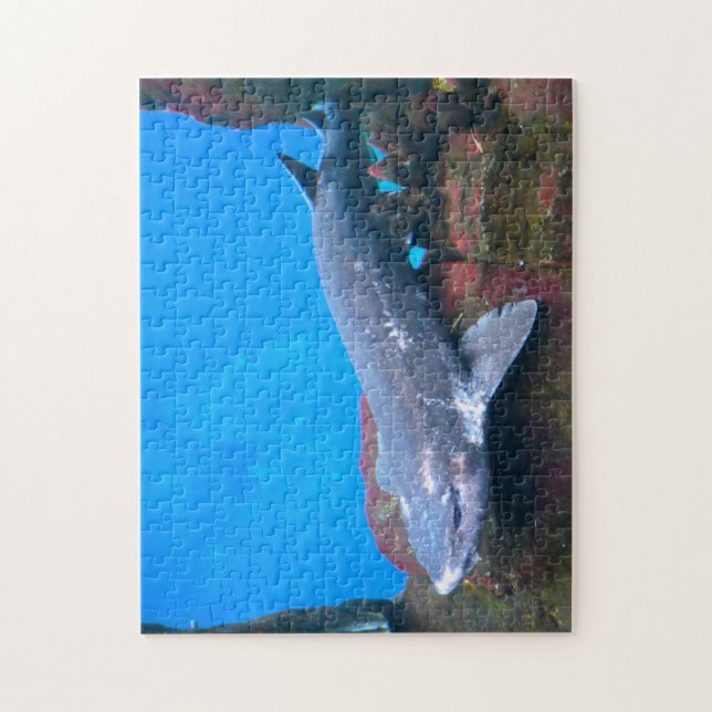 Meereshaie. (Vertikal)