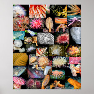 Meeresleben-Collage British Columbia Poster