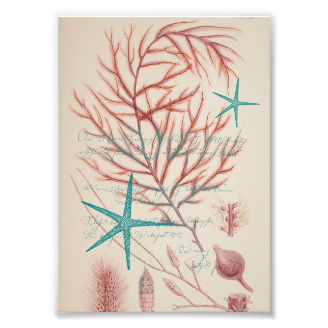 Meeresleben Fotodruck (Vorne)