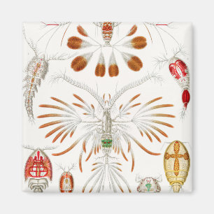 Meeresleben Krebstiere, Copepoda von Ernst Haeckel Magnet