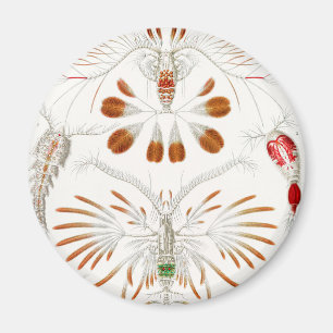 Meeresleben Krebstiere, Copepoda von Ernst Haeckel Magnet
