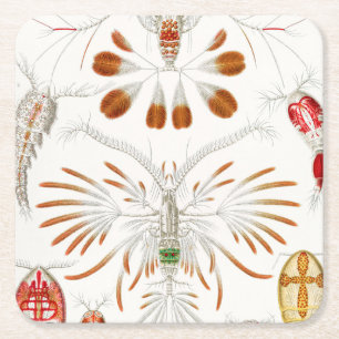 Meeresleben Krebstiere, Copepoda von Ernst Haeckel Rechteckiger Pappuntersetzer