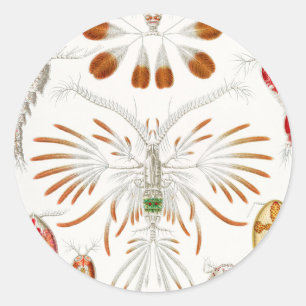 Meeresleben Krebstiere, Copepoda von Ernst Haeckel Runder Aufkleber