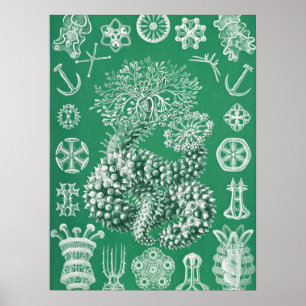 Meeresleben Thuroidea Gurkensterne von Ernst Haeck Poster