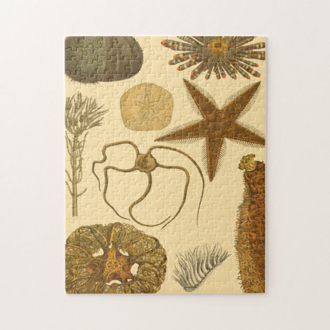 Meereslebewesen (Vertikal)