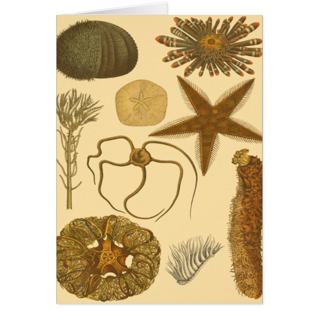 Meereslebewesen (Vorne)