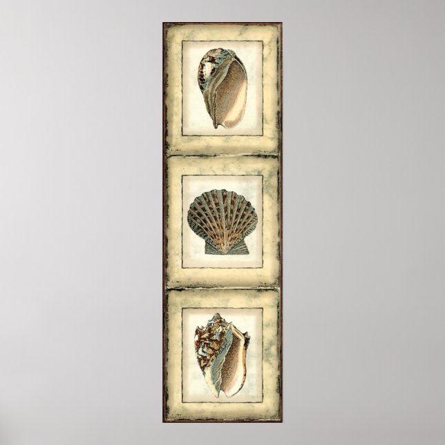 Meereslebewesen an der Küste Poster (Vorne)