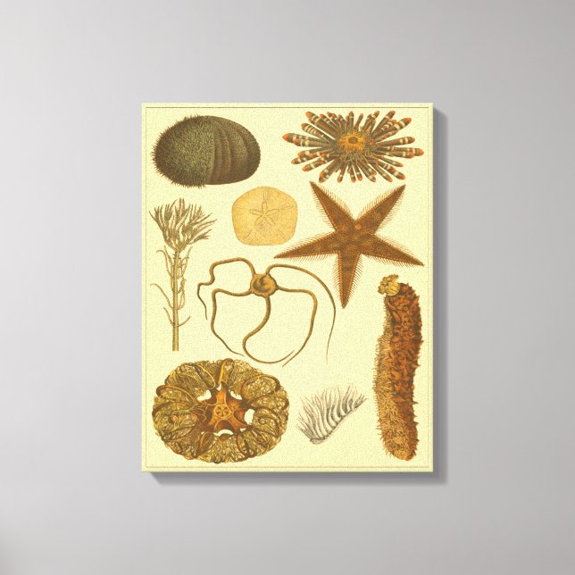 Meereslebewesen Leinwanddruck (Vorderseite)