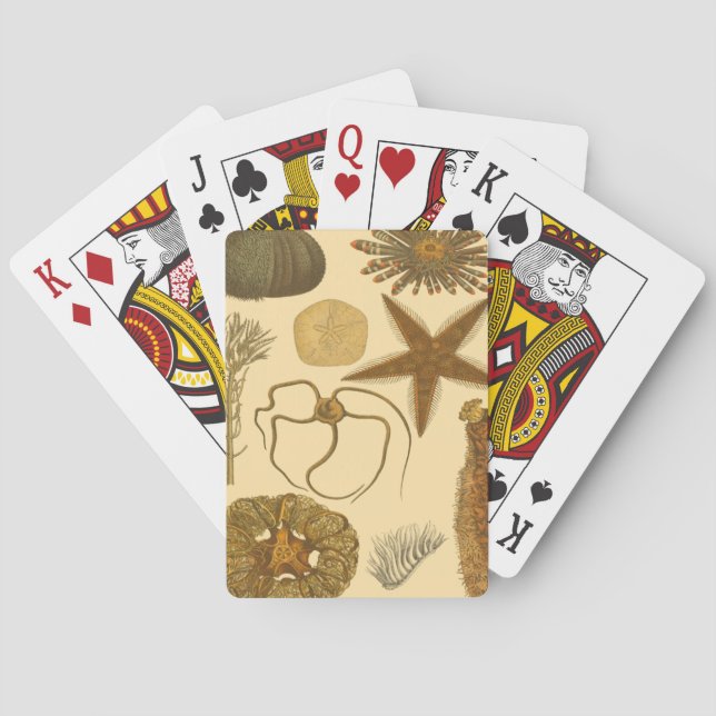 Meereslebewesen Spielkarten (Rückseite)