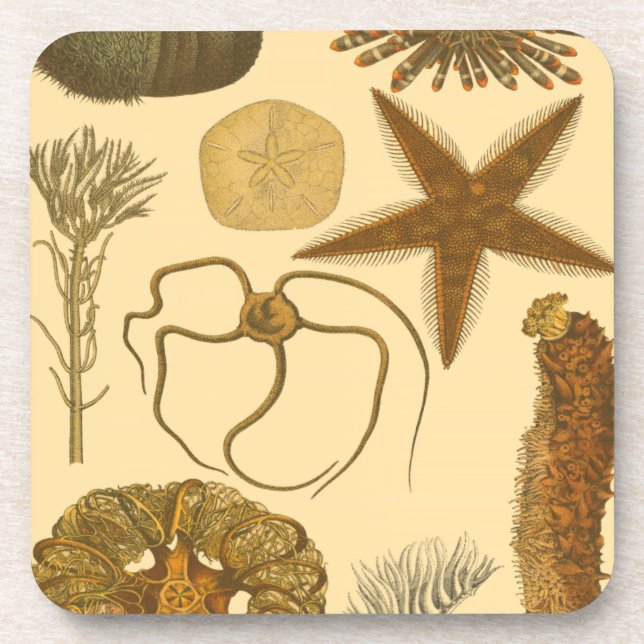 Meereslebewesen Untersetzer (Vorderseite)