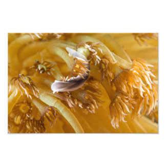 Meeresmuschel auf Gelber Anemone Fotodruck