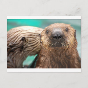 Meeresotter-Liebe Postkarte