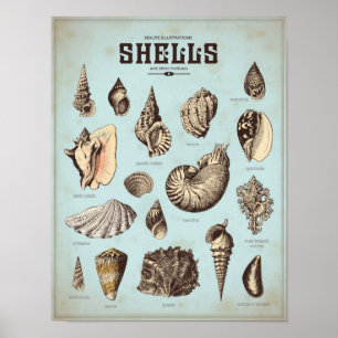 Meeresposter mit verschiedenen Muscheln Poster