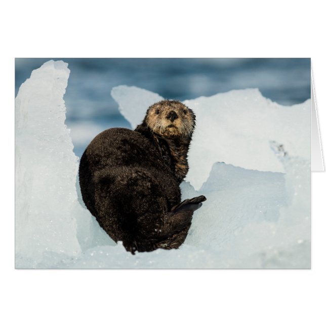 Meeresrauscher (Vorderseite (Horizontal))