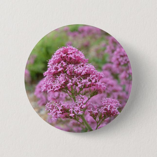 Meeresrosa Button (Vorderseite)