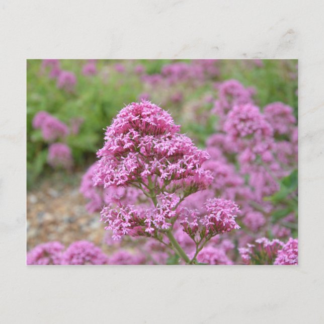Meeresrosa Postkarte (Vorderseite)