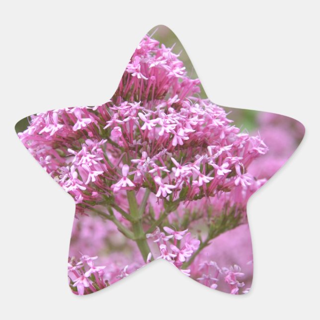 Meeresrosa Stern-Aufkleber (Vorderseite)