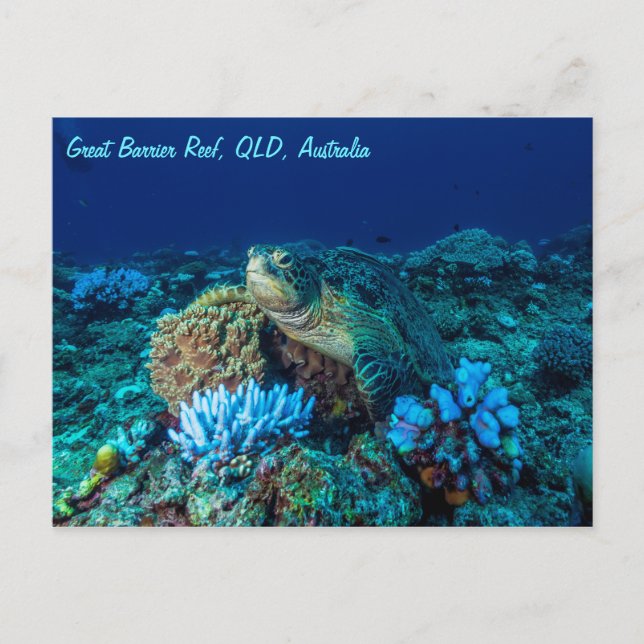 Meeresschildkröte auf dem Great Barrier Reef Postkarte (Vorderseite)