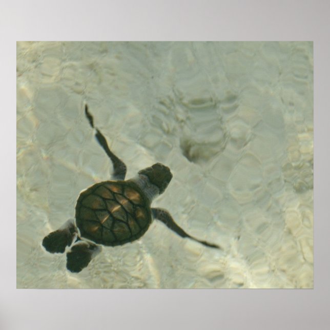 Meeresschildkröte, die aus dem Meer schwimmt Poster (Vorne)