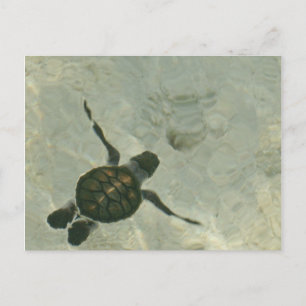 Meeresschildkröte, die aus dem Meer schwimmt Postkarte