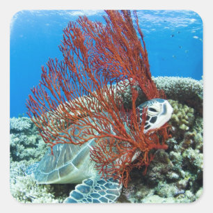Meeresschildkröte, die underwater 2 stillsteht quadratischer aufkleber