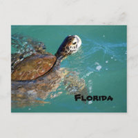 Meeresschildkröte, Florida