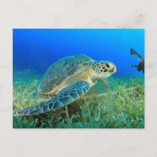 Meeresschildkröte im Ozean Postkarte