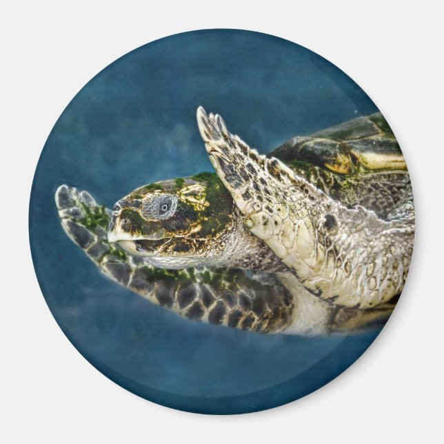 Meeresschildkröte Magnet (Vorne)
