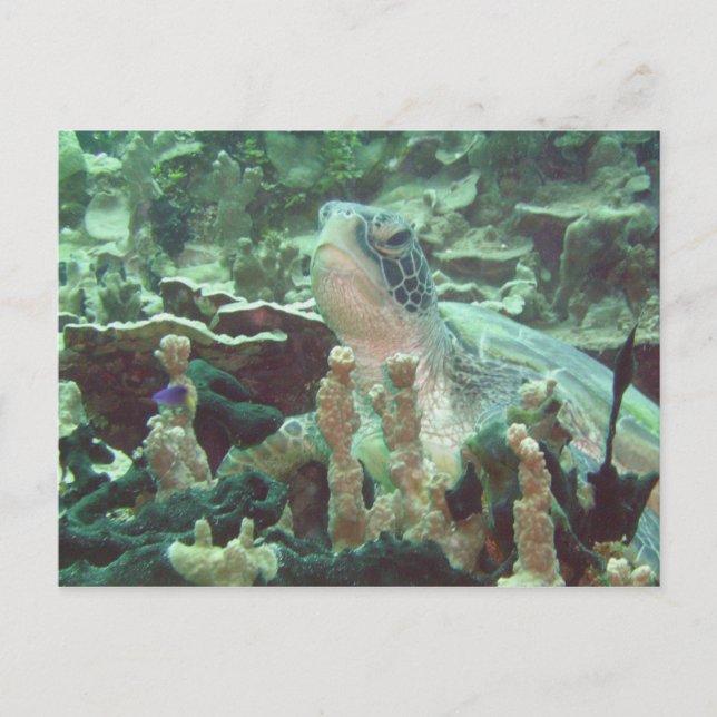 Meeresschildkröte Postkarte (Vorderseite)