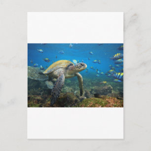 Meeresschildkröte schwimmen in der Lagune Galapago Postkarte