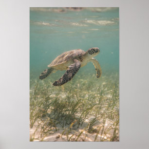 Meeresschildkröte über Seegras Türkisfarbenes Küst Poster