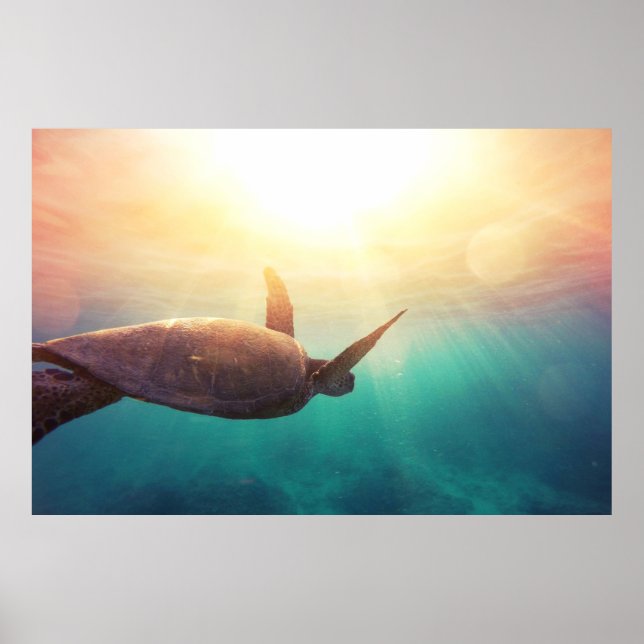 Meeresschildkröte - Unterwasserfotografie Poster (Vorne)