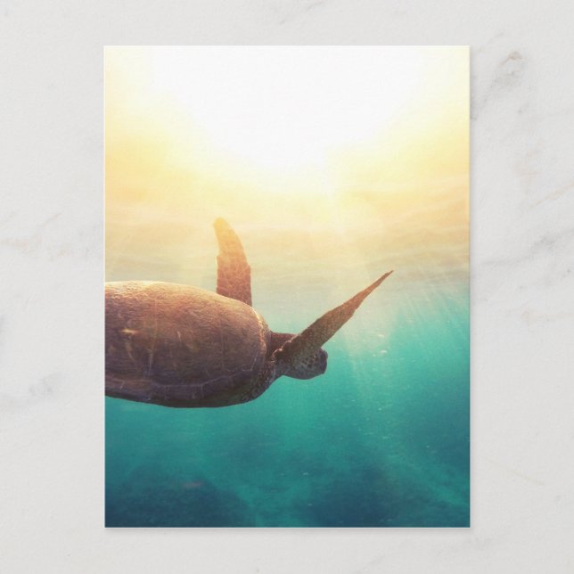 Meeresschildkröte - Unterwasserfotografie Postkarte (Vorderseite)