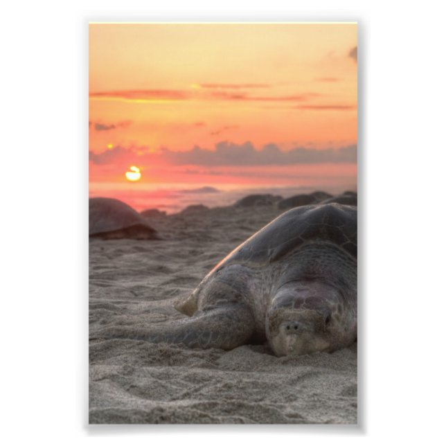 Meeresschildkröten bei Sunset Fotodruck (Vorne)