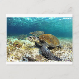 Meeresschildkröten entspannen unter Wasser in trop Postkarte