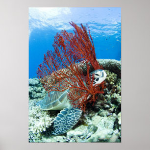 Meeresschildkröten ruhen unter Wasser Poster