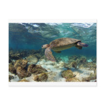 Meeresschildkröten schwimmen in der paradiesischen