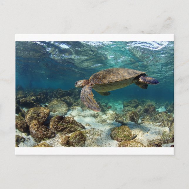 Meeresschildkröten schwimmen in der paradiesischen postkarte (Vorderseite)