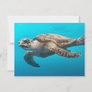 Meeresschildkröten schwimmen postkarte