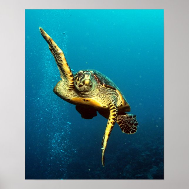 Meeresschildkröten schwimmen unter Wasser Poster (Vorne)