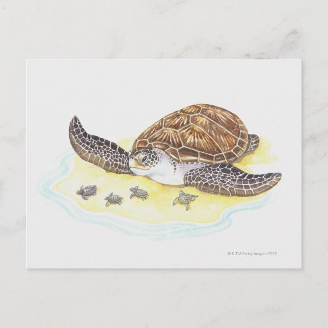 Meeresschildkröten und Babys Postkarte (Vorderseite)
